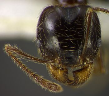 Media type: image;   Entomology 34389 Aspect: head frontal view